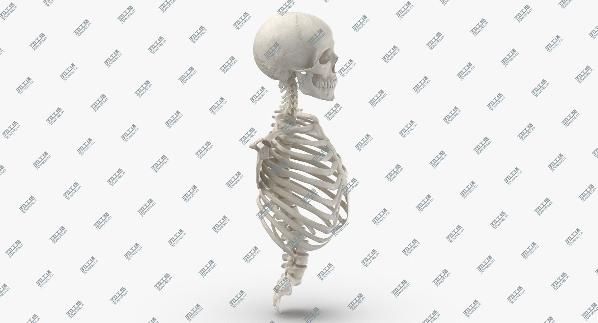 images/goods_img/202104021/3D Real Human Rib Cage Spine Male Skull Calvicle and Scapula Bones Anatomy With Disks White model/4.jpg